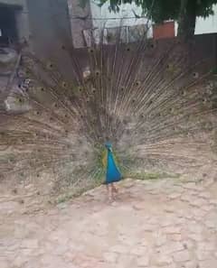 Blue shoulder PEACOCK for sale