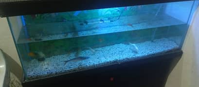 fish aquarium