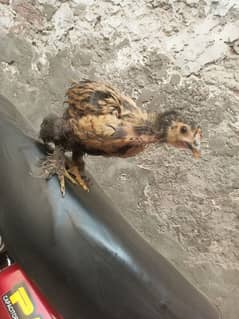 bantom chicken for sale