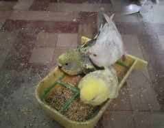 budgie