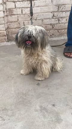 shihtzu female for sale