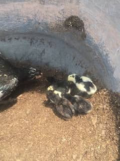Aseel Chicks