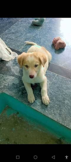 Labra puppy