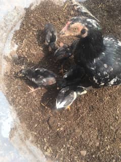 aseel chicks