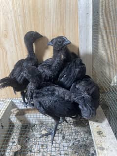 Ayam