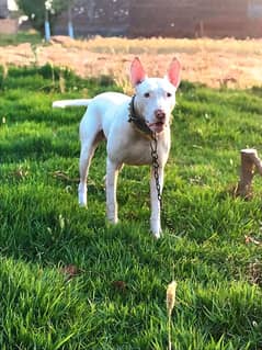 This is bull terrier dog
