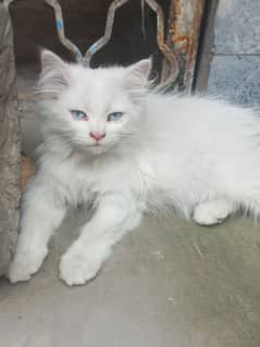 for sale