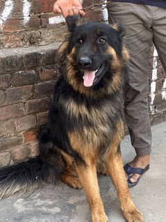 German shepherd Dog Animal