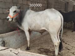 Bulls for sale/waxch for sale/ qurbani for sale