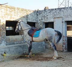Beautiful sawa horse for sale