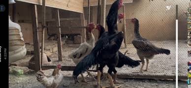 king shamo chicks