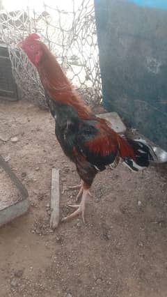 bahut