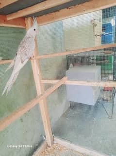 Cocktail Female