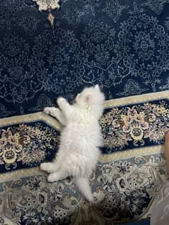 White Persian Blue eyed kitten