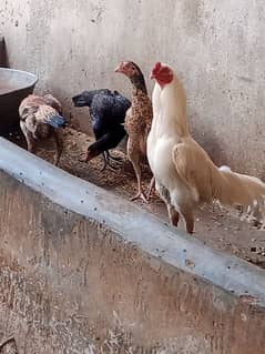 Aseel mianwali/Heera/patha pathian for sale