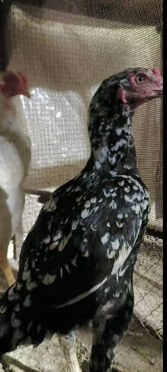 Aseel pairs and hens for sale