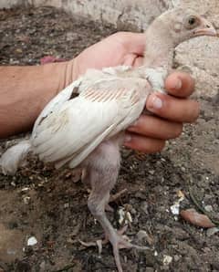 heera aseel chicks / white aseel chicks / mianwali aseel chicks