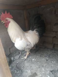 misri