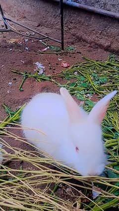 Rabbit babies are sale