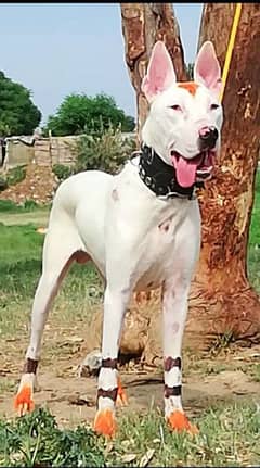 kohait gultair male age 6 month for sale available