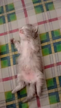 Persian