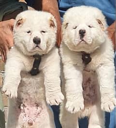 King alabai dog male and female age 2 month for sale available