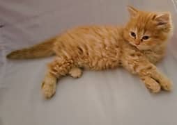 Persian