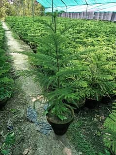 Arocariya plants