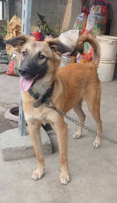 German Shepherd cross puppie for sale 03124764872