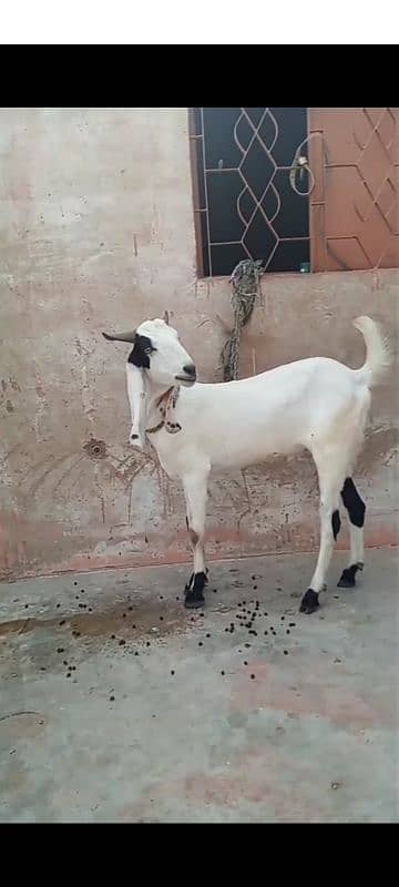 pure khassi bakre ek Andu bakra and bakri with kids 1