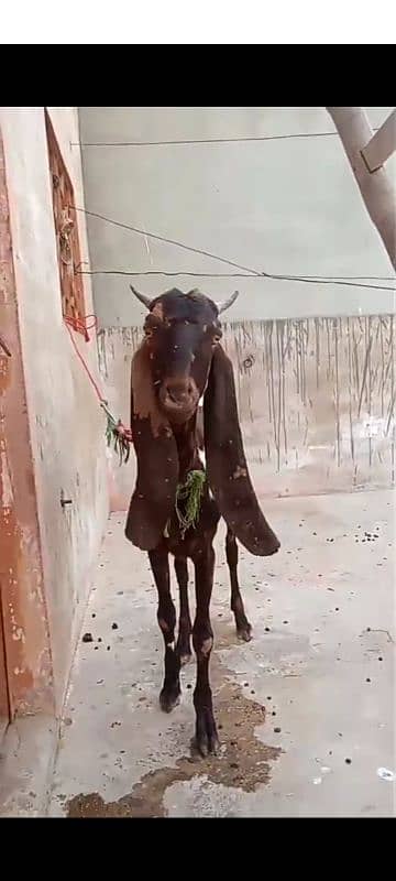 pure khassi bakre ek Andu bakra and bakri with kids 19