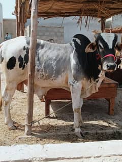 Cow