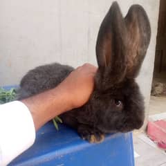 German giant Bunnies ( please read the description first)