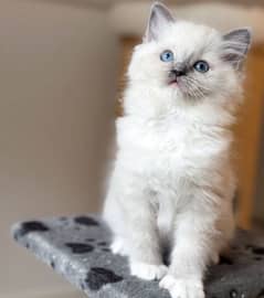 ragdoll