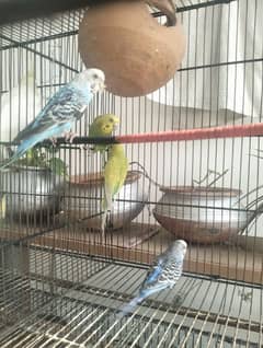 Budgies for sale