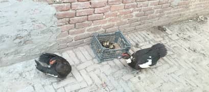 duck