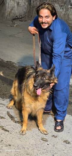 pink pedigaree female urgent sale or exchange with black puppy