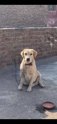 Labrador