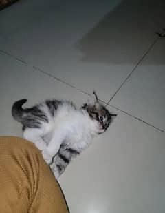 PERSIAN