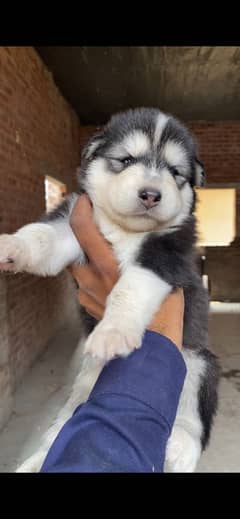 Husky male Femal pupua available