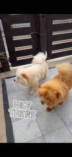 High Quality Chow chow Female | Chow chow Dog |