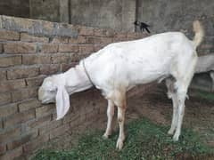qurbani  walay bakray