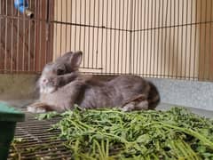 Fancy Rabbits (Hotot/Dwarf)