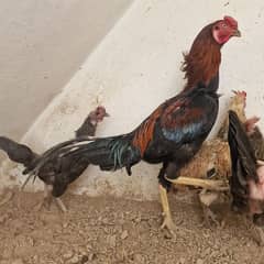 aseel chicks