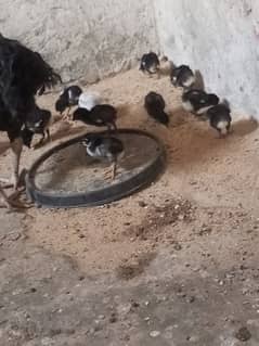 Aseel chicks