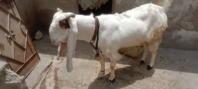 gulabi