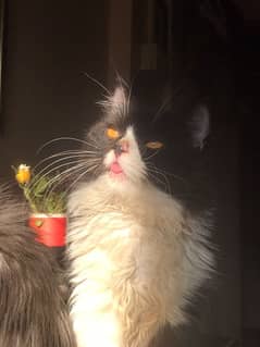 8 month old male Persian cat available