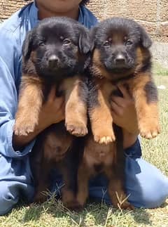 German Shepherd puppies for sale