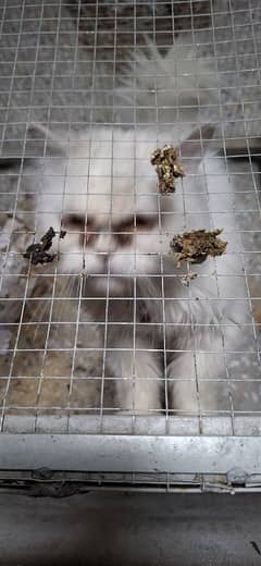 pregnant femial. punch face triple coat