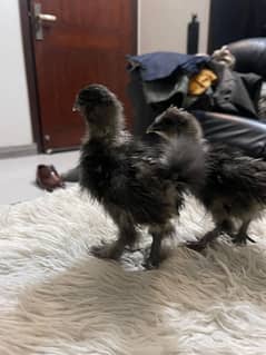 Fancy Silki white, blue, black, heera, Ayam Samani